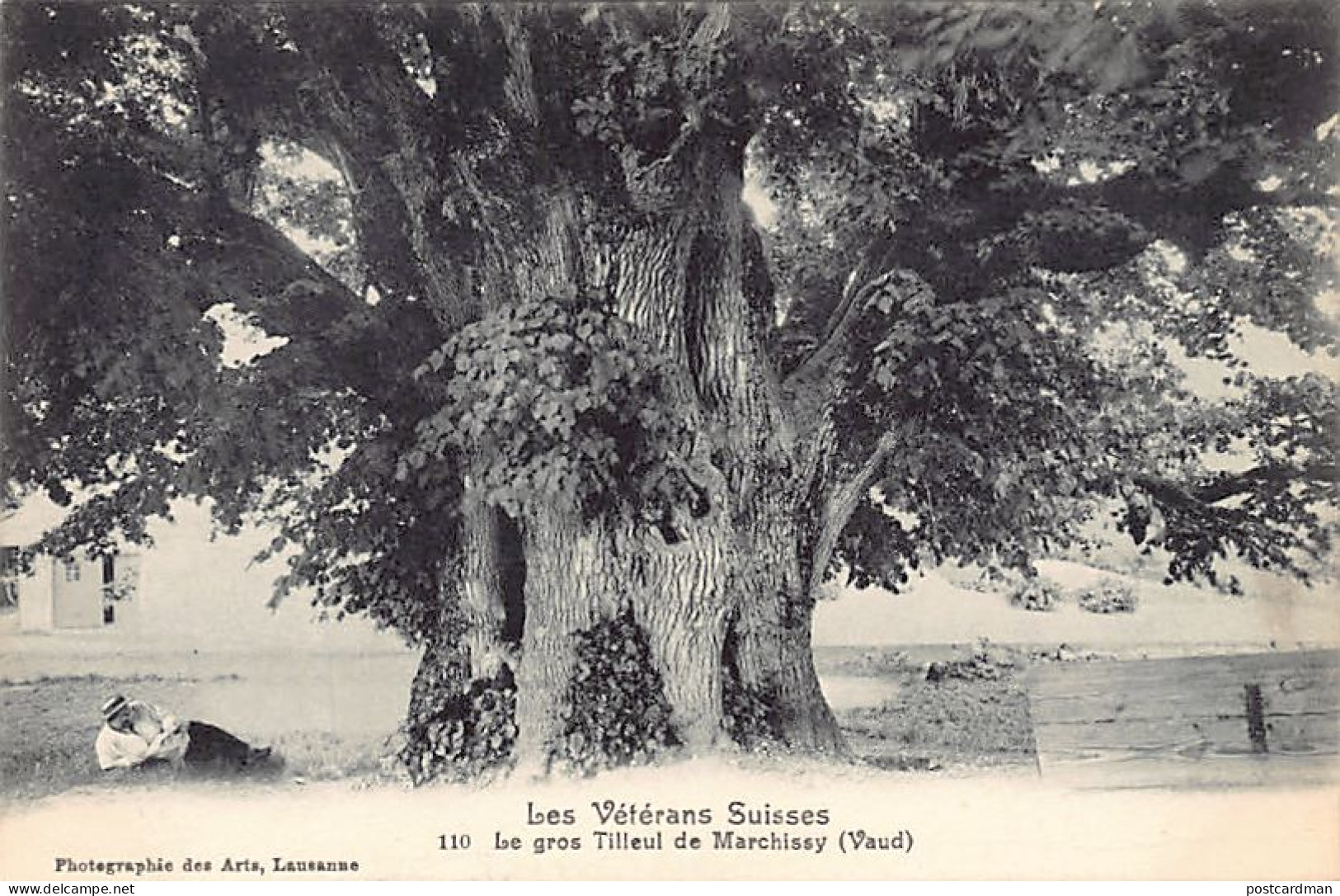 Suisse - MARCHISSY (VD) Le gros Tilleul - Les vétérans suisses - Ed. Photograhie des Arts 110