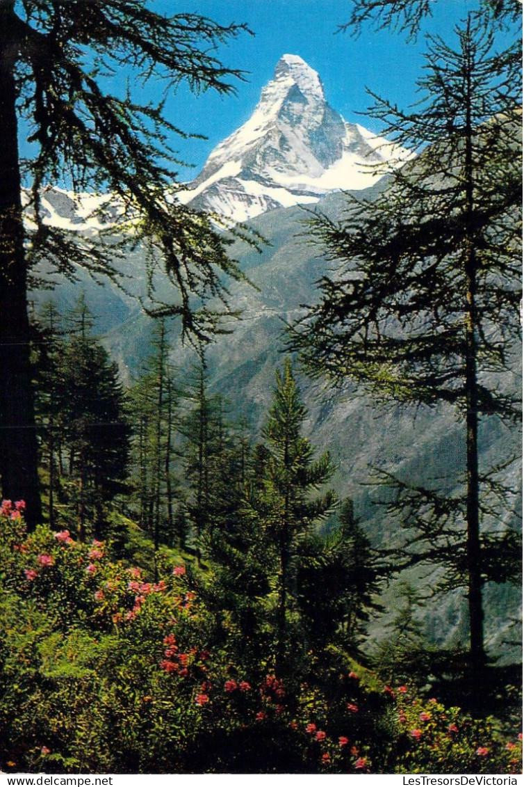 SUISSE - Matterhorn - Tasch bei Zermatt - Carte postale ancienne