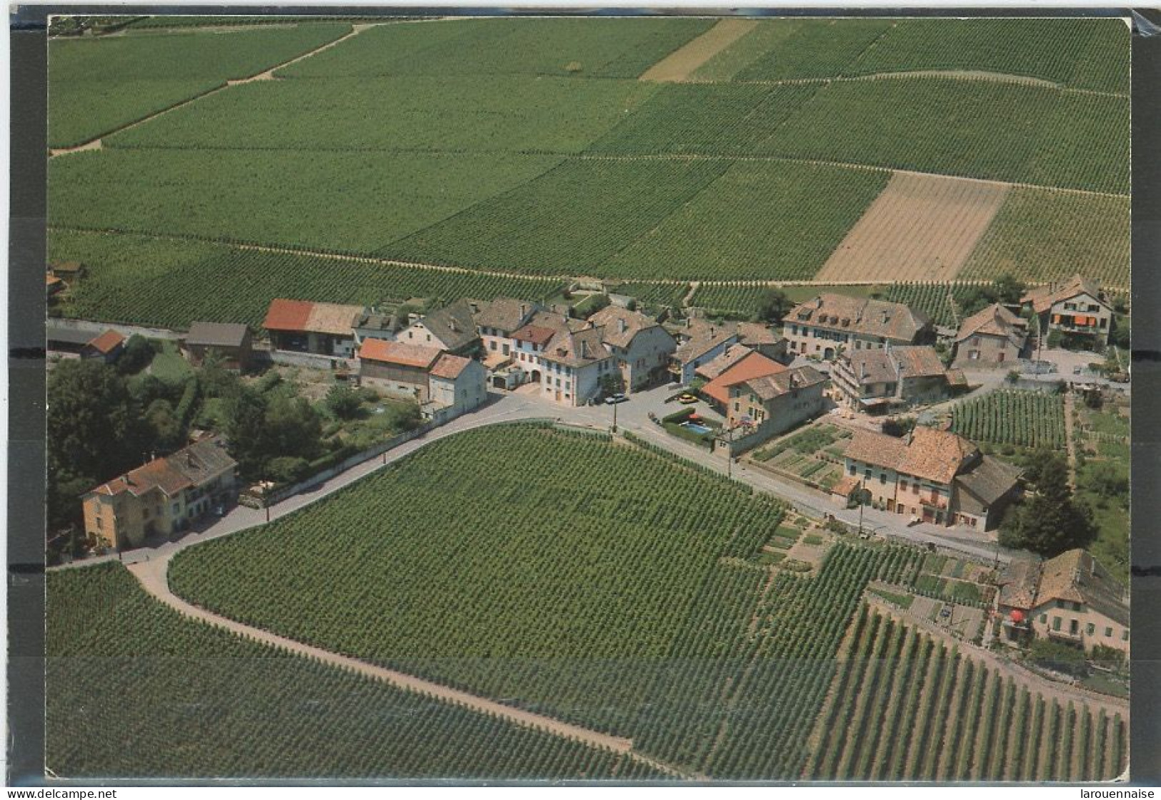 SUISSE -MONT SUR ROLLE  -PARQUET DE GROSSE TERRE ,PLANTÉ DE 8000 SOUCHES  ....