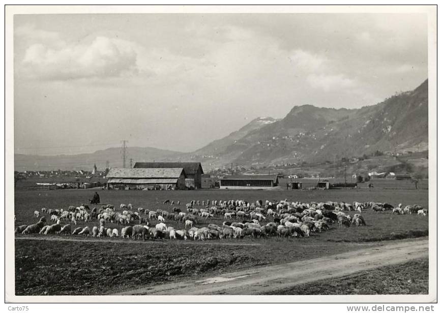 Suisse - Montagny la Ville - Agriculture Ferme Elevage