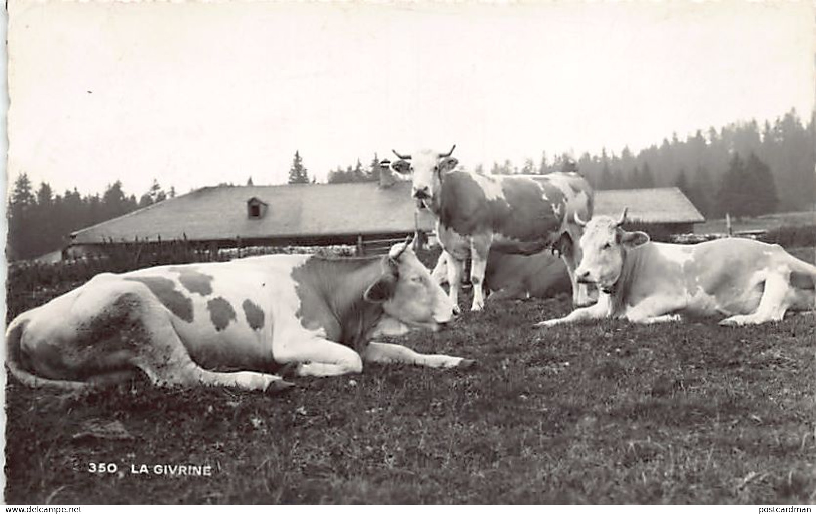Suisse - SAINT-CERGUE (VD) La Fgivrine - Vaches - Ed. O. Sartori 350