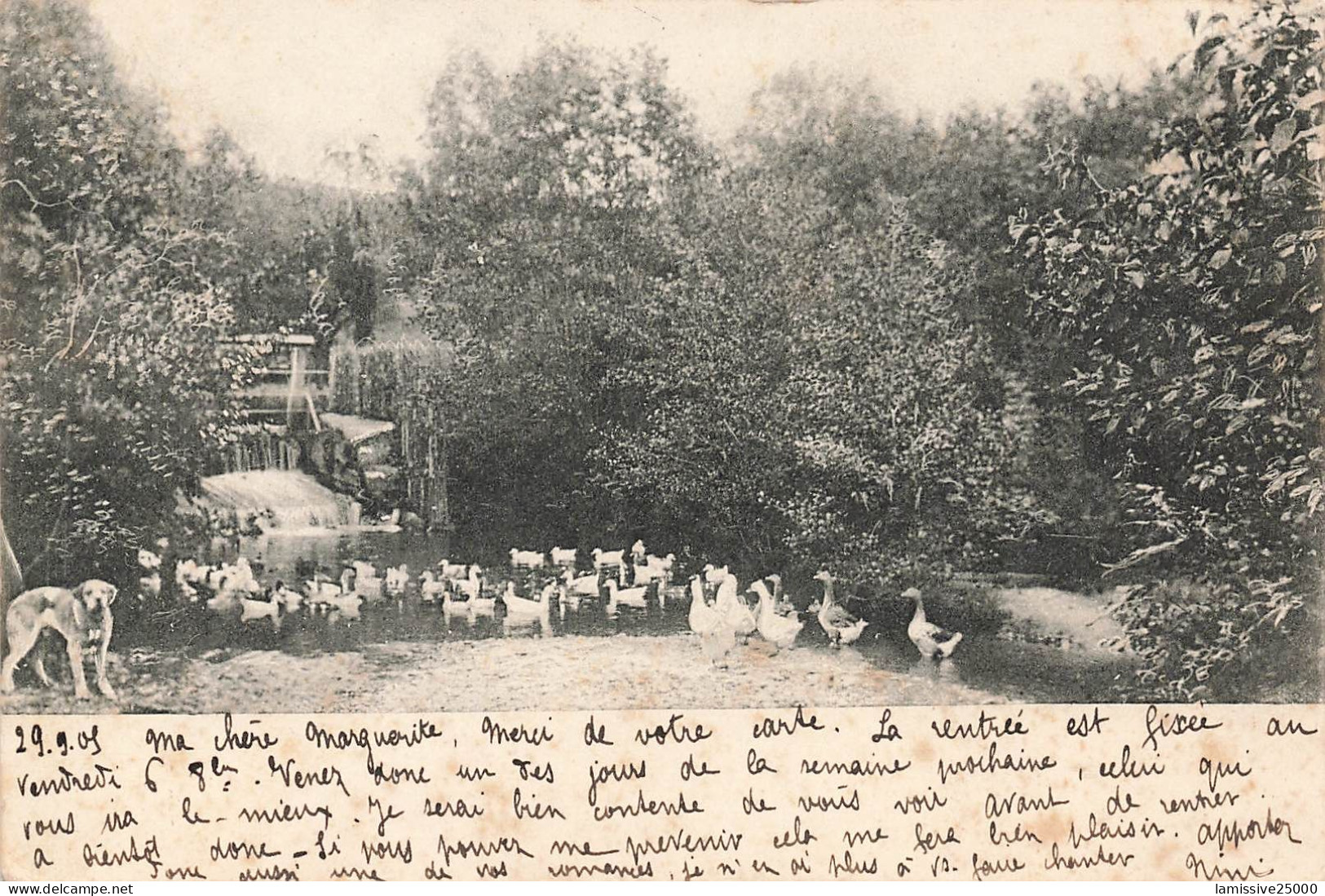 SUISSE zuchterei amselthal élevage lyss