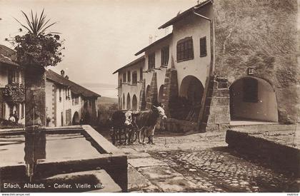 CERLIER Erlach, Altsadt, vielle ville. attelage de vaches.