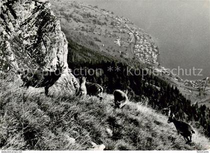 Habkern Steinboecke am Augstmatthorn Berner Alpen
