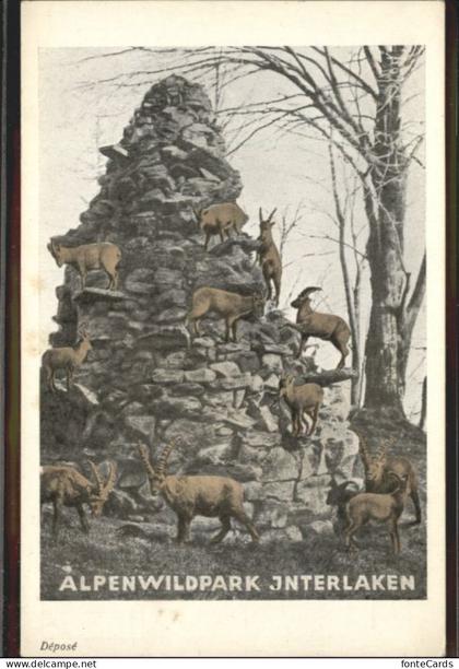 Interlaken BE Interlaken Alpenwildpark