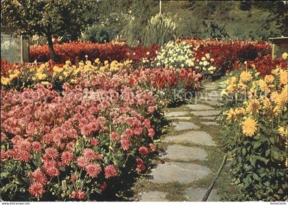 Tamins Dahlien und Herbstblumenschau