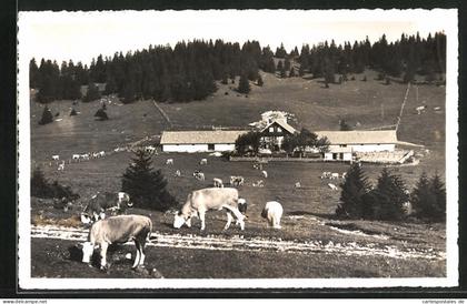 AK Bevaix, Creux-du-Van, La Grand Vy, Kühe auf der Weide