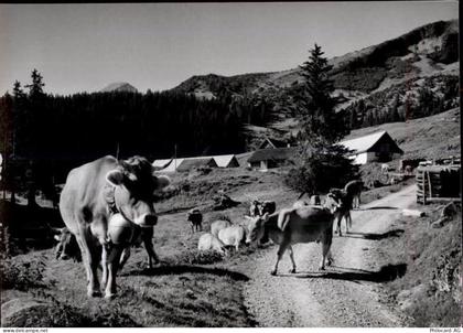 9473 Gams Gasenzen - 50460320