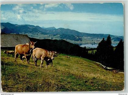 Sattelegg - Sihlsee Pilatus Rigi Kuhherde - 39410028