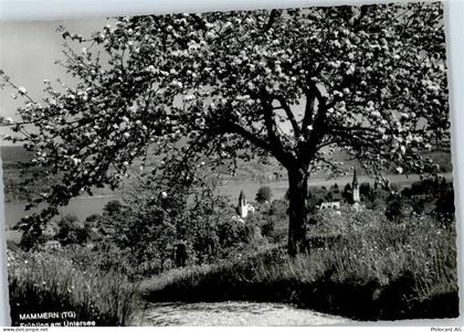 8265 Mammern - Untersee - 51950437