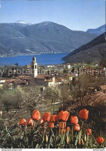 Pura Teilansicht Tulpenbluete