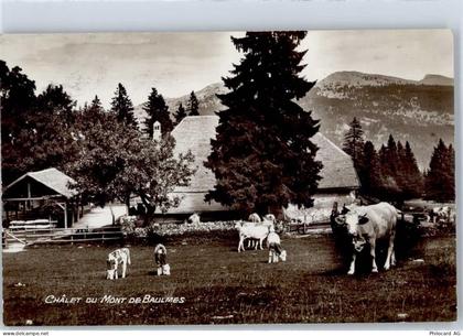 1446 Baulmes - Kühe - 51486297