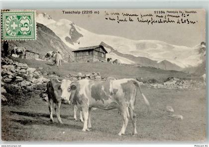3929 Täsch 1906 - Kühe Täschalp - 10611758