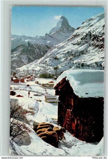 3920 Zermatt - Zermatt mit Matterhorn Winteraufnahme Schafe - 10156611