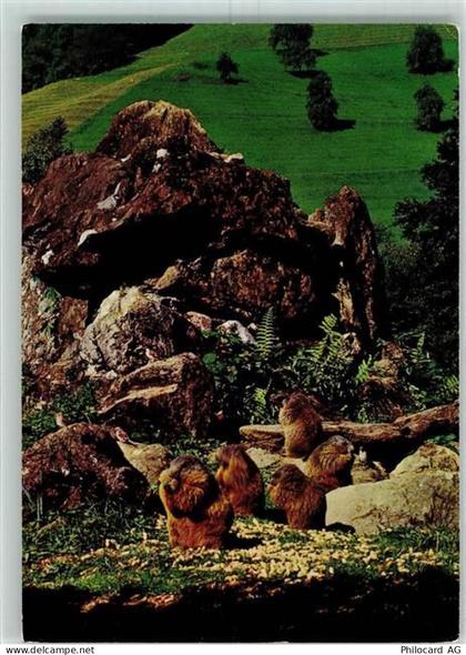 8135 Langnau am Albis - Wildpark Langenberg Murmeltiere - 10391878