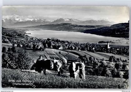 5707 Seengen - Hallwilersee, Kühe, Kirche - 51279672