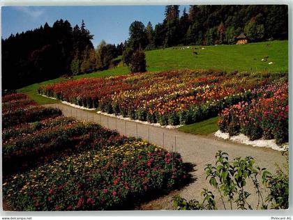 3432 Lützelflüh-Goldbach - Dahlien-und Fuchsienschau Kühe - 39492879