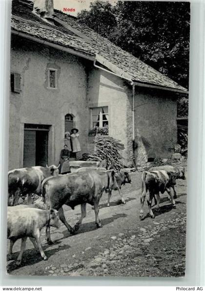 2518 Nods 1909 - Kühe laufen durch das Dorf AK - 13105652