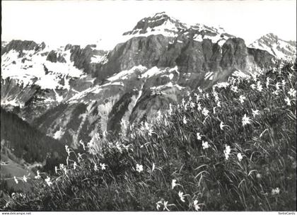 Fanas Narzissenwiese