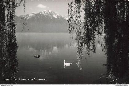 [-20%] SUISSE - Lac Léman et la Grammont - Cygne - Carte Postale Ancienne