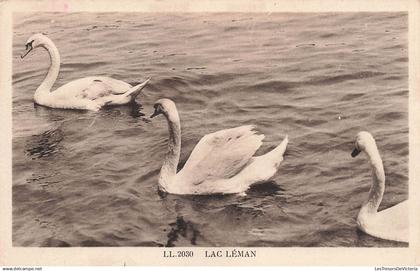 [-5%] SUISEE - Lac Léman - cygnes - Carte Postale Ancienne