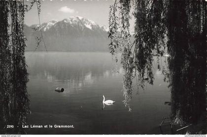 [-5%] SUISSE - Lac Léman et la Grammont - Cygne - Carte Postale Ancienne