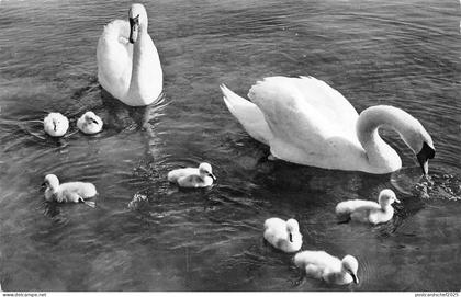 BR43032 lac leman les cygnes swan du lac    Switzerland