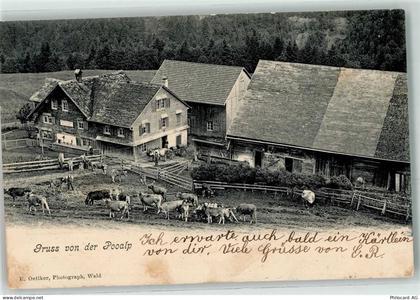 8638 Goldingen 1903 - Pooalp Kühe - 13271506