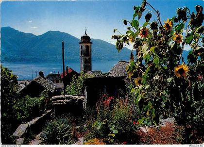 6645 Brione sopra Minusio - Sonnenblumen schauen auf die Kirche Rustico'... - 40145290