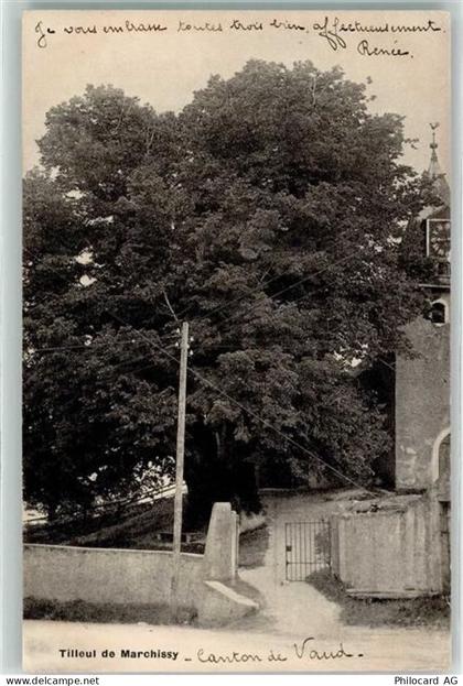 1261 Marchissy 1913 - Tilleul - 10608288