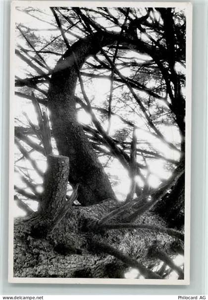 8494 Bauma - Baumaufnahme - 11093575