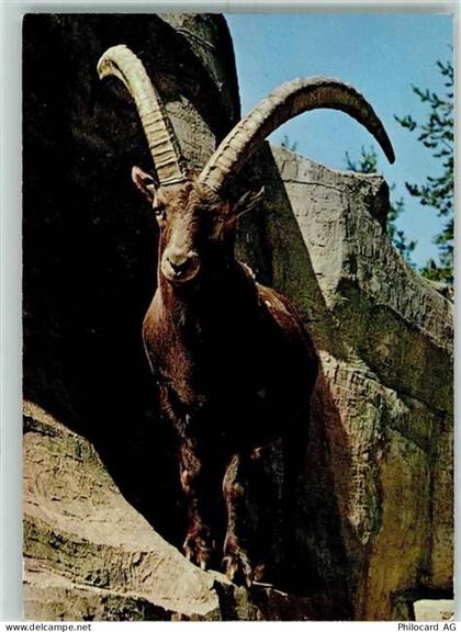 8135 Langnau am Albis - Wildpark Langenberg Steinbock - 10391877