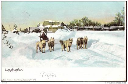 PK Zweden Suède - Lapphundar - slede met honden