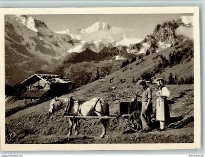 3825 Mürren 1946 Foto AK Tiergespann auf der Alp bei Mürren AK - 13105566