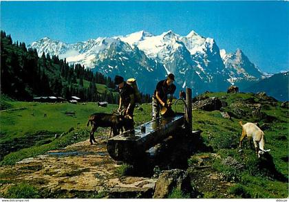 Carte Postale - Suisse - BE Berne - Wetterhorngruppe - Chèvres - CPM - Carte Neuve - Voir Scans Recto-Verso - Poscard -