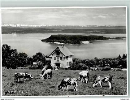 2515 Prêles - Kühe - 13149512