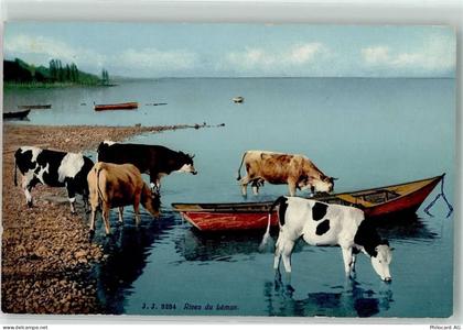Genfersee Lac Leman - Kühe - 39488231