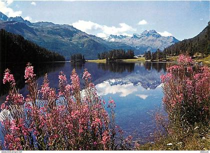 Carte Postale - Suisse - GR Grisons - Sommertag am Champfèrersee - Oberengadin - Fleurs - CPM - Carte Neuve - Voir Scans