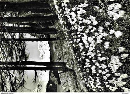 St Moritz  SANKT MORITZ GR Fruehlingsmotiv