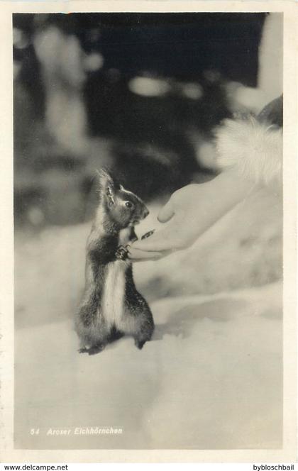 CPSM Suisse > GR Grisons Arosa Aroser Eichhörnchen Squirrel Feeding Ecureuil