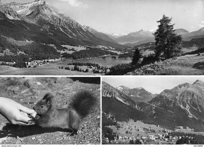 Suisse - Grisons GR - LENZERHEIDE-VALBELLA - Ferienparadies - Ecureuil