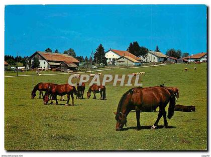 CPM Au paturages du Jura Franches Montagnes