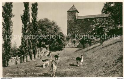 Rapperswil -Jona SG Schloss und Hirschpark
