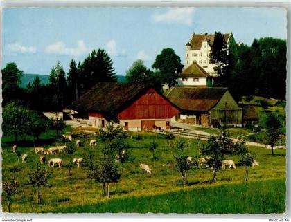 9507 Stettfurt Foto AK Schloss Sonnenberg Kühe - 39700924