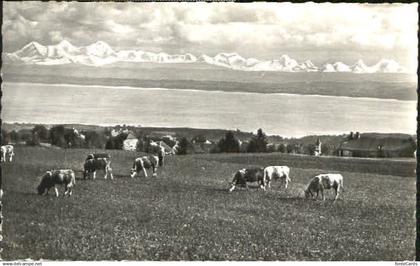 Provence-Mutrux Provence Lac de Neuchatel x 1963