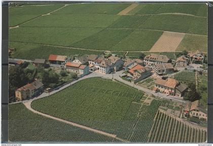 SUISSE -MONT SUR ROLLE  -PARQUET DE GROSSE TERRE ,PLANTÉ DE 8000 SOUCHES  ....