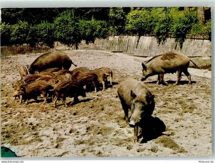 8135 Langnau am Albis - Wildpark Langenberg Wildschweine - 10392065