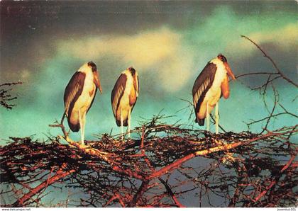 CPSM Periple en Afrique australe-Swaziland-Marabouts-Publicité Marinol-Beau Timbre     L4263