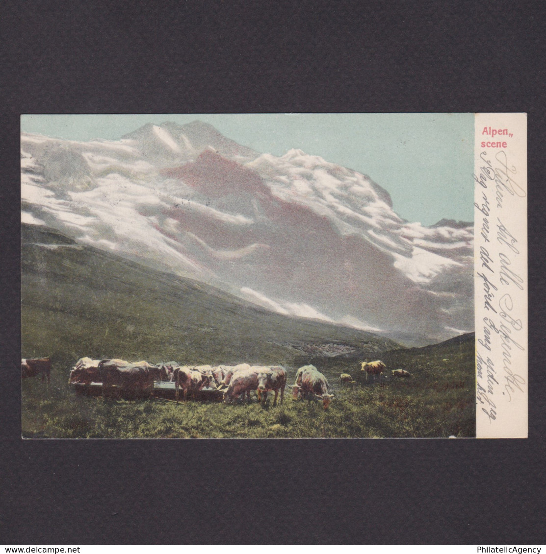 SWITZERLAND 1912, Postcard, Alps, landscapes, cows, send to Denmark