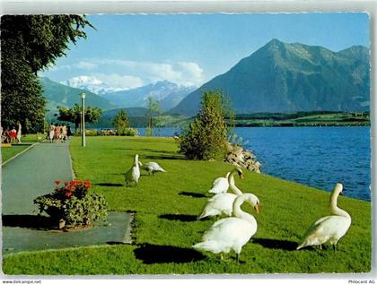 3652 Hilterfingen - Thunersee Schwäne Strandpromenade Hilterfingen Blüml... - 10280975